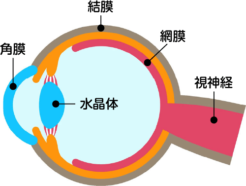 眼断面イラスト